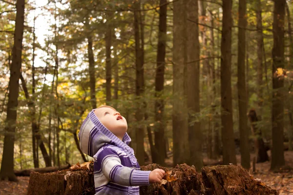 Дитячі ліси Дивитися вгору — стокове фото
