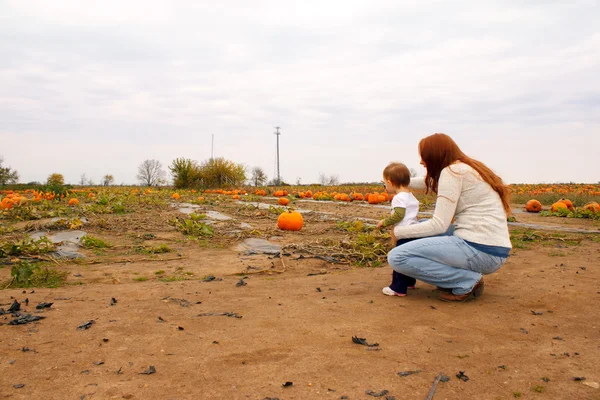 Mamma barn pumpkin patch — Stockfoto