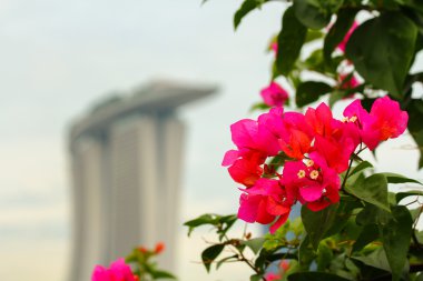 marina bay Sands kırmızı çiçek