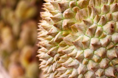 Durian Fruit clipart