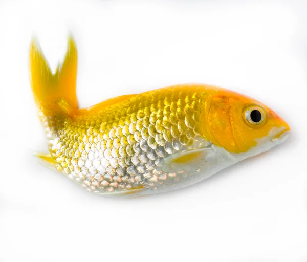 Gold Fish — Stock Photo, Image