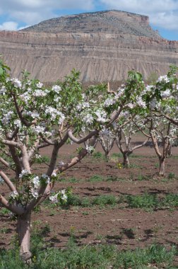 Orchard mesa 2010 Bahar