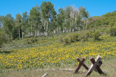 Yaz aylarında pinyon mesa