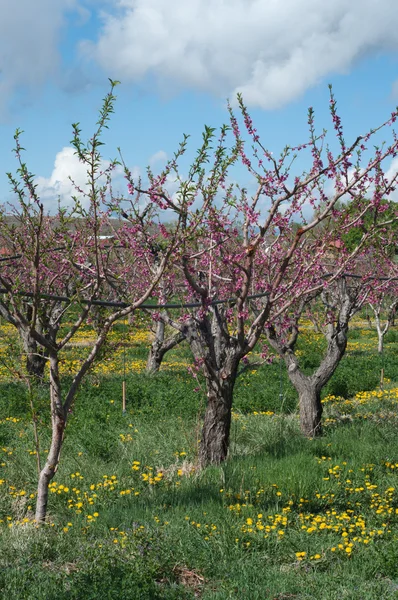 Spring on Orchard Mesa 2010 — Stock Photo, Image