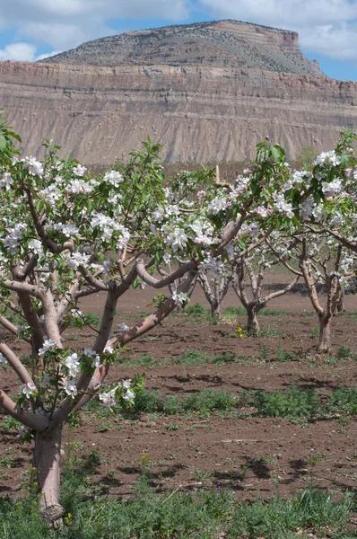 Primavera en Orchard Mesa 2010 — Foto de Stock