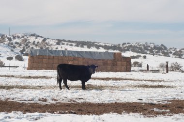 Kışın kar Batı Colorado