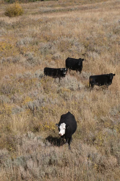 Βοοειδή στο αγρόκτημα — Φωτογραφία Αρχείου