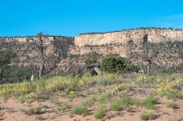 Primavera na área de recreação Bangs Canyon perto de Grand Junction — Fotografia de Stock