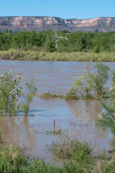 Река Колорадо на этапе наводнения — стоковое фото