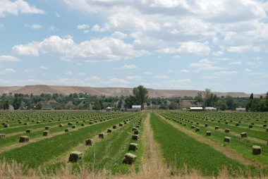 Hay Bales in Field clipart