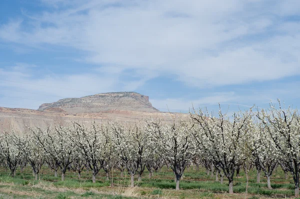 Frühling auf Obstplantagen Mesa 2010 — Stockfoto