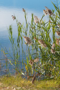 Lake Shore Grasses clipart