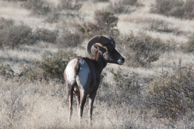 Bighorn koyun dibinde colorado Ulusal Anıtı