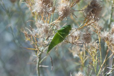 Katydid