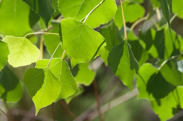 Cottonwood foglie estive — Foto Stock