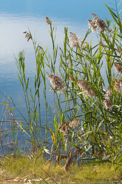 Lake shore otlar