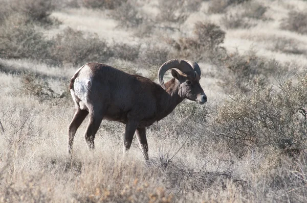 Mouflon d'Amérique au pied du monument national du Colorado — Photo