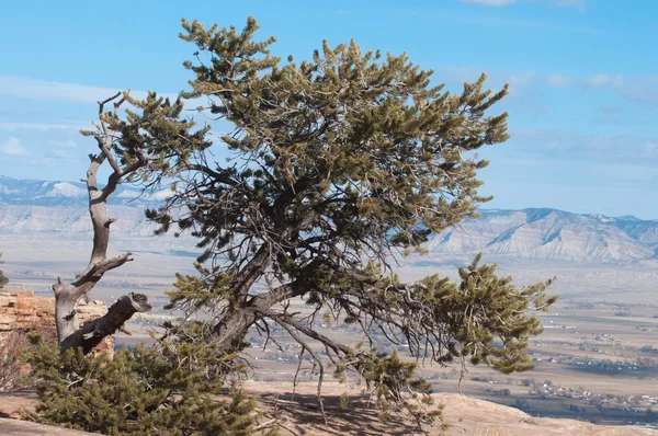 Juniper on the Rim of the Colorado National Monument — Stock Photo, Image