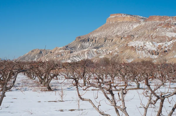 Mt. Garfield e pomar no inverno — Fotografia de Stock