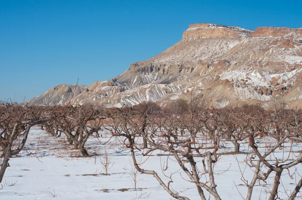 Stock image Mt. Garfield and Orchard in Winter