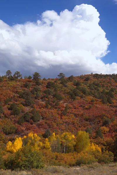 Brosse colorée en chêne Gambel à l'automne — Photo