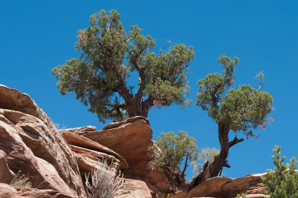 Utah juniper — Stockfoto