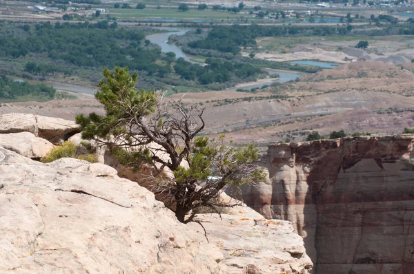 矮松树在科罗拉多州国家纪念碑 — 图库照片