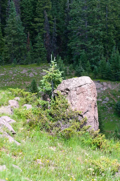 Hardy Tree Breaks up Rock — Stock Photo, Image