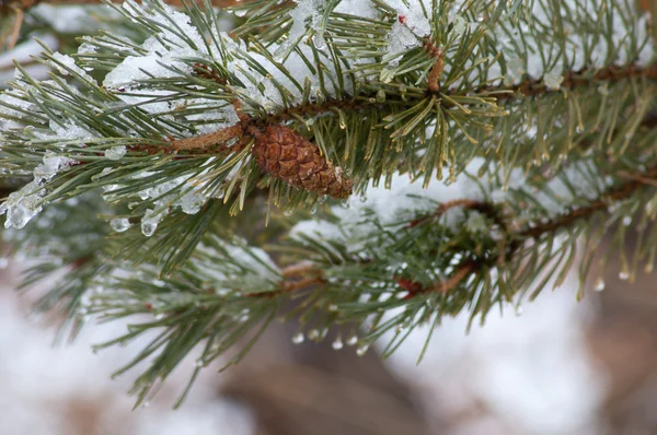 Pine tak met sneeuw Rechtenvrije Stockfoto's