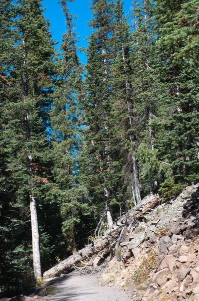 Árvore caída do outro lado da trilha na Grand Mesa Fotos De Bancos De Imagens