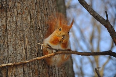 Squirrel clipart