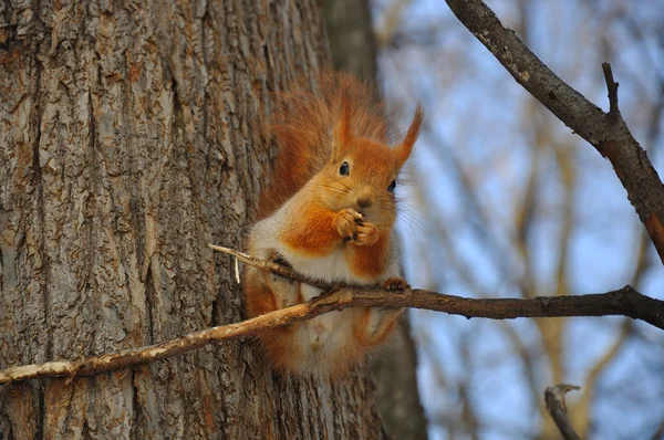 stock image Squirrel