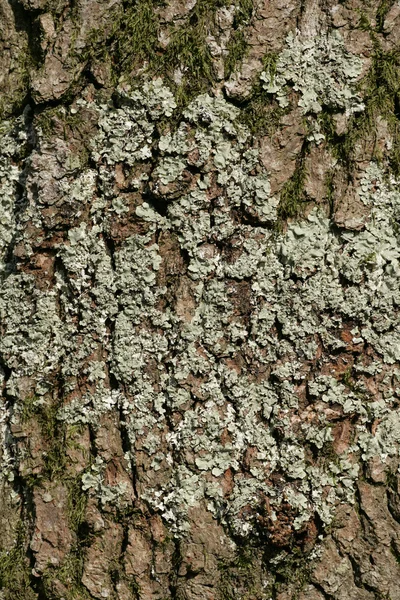 stock image Bark and moss abstract background