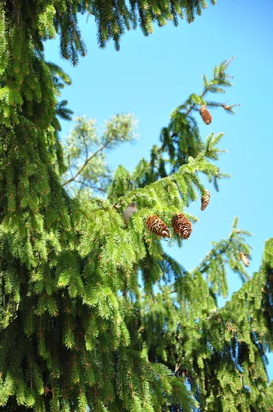 Stock image Fir-tree branches