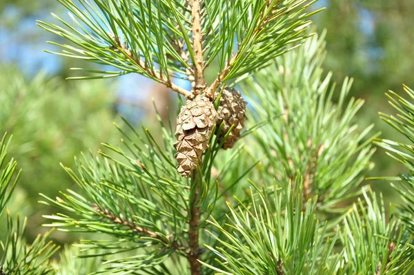 Stock image Two pine cones