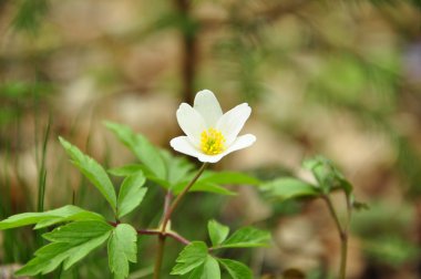 Anemone in the wood clipart