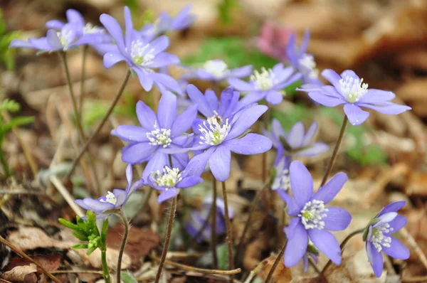 紫罗兰的花束 — 图库照片