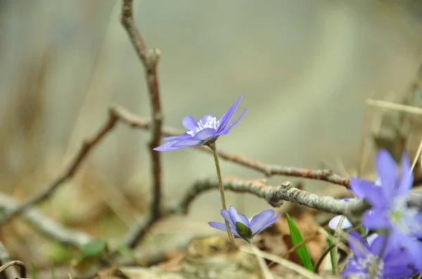 La flor de la primavera - violeta —  Fotos de Stock
