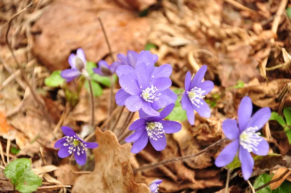 Signs of spring - a violet — Stock Photo, Image