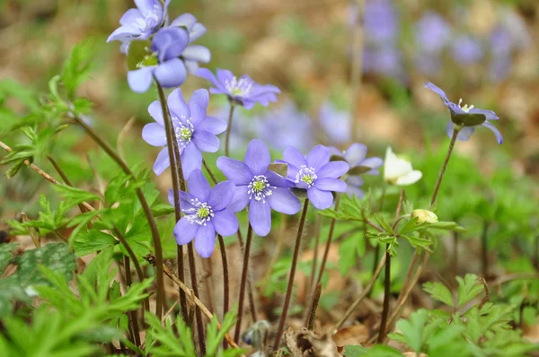 Bouquet de violettes dans le bois — Photo
