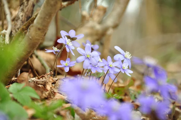 Violetas en la madera — Foto de Stock