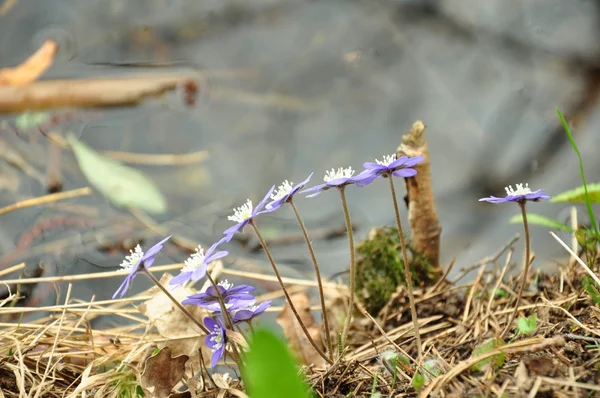 Violetas em água — Fotografia de Stock