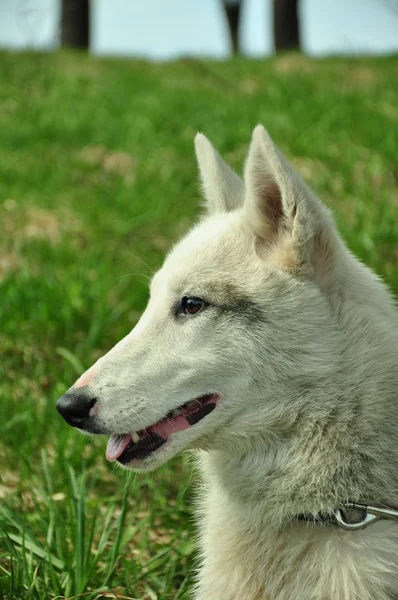 Utseendet på en vit hund — Stockfoto