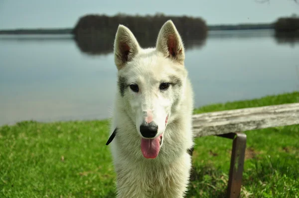 Pes u jezera — Stock fotografie