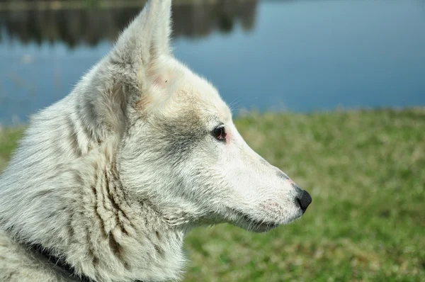 Bir profildeki köpek — Stok fotoğraf