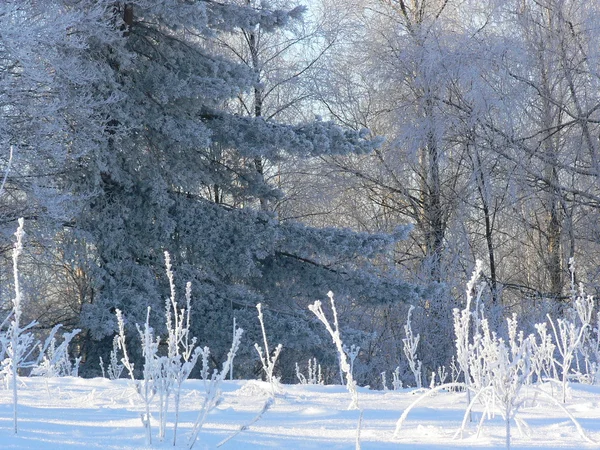Замерзшие деревья — стоковое фото