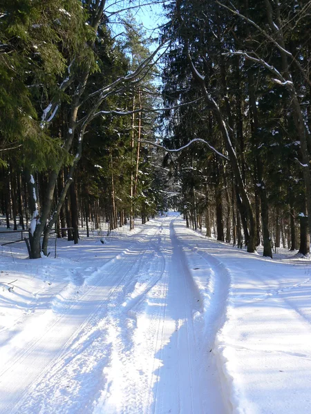 Waldstraße im Winter — Stockfoto