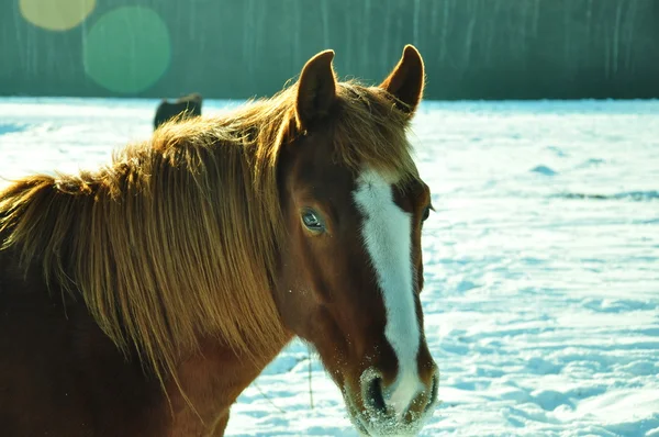 stock image Sight of a horse