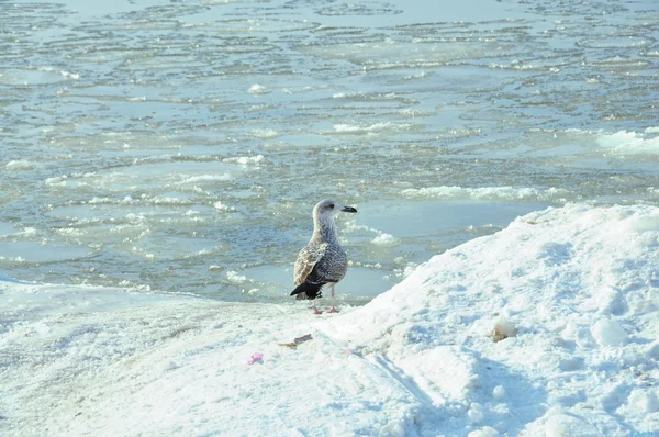 Seagull in de winter op de zee — Stockfoto