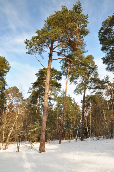 Pine in hout — Stockfoto